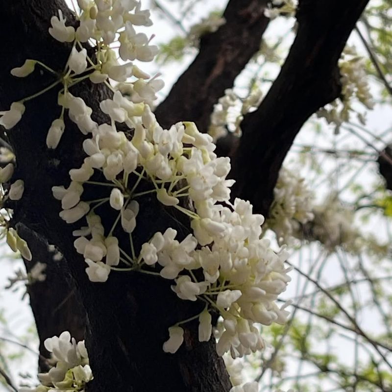 White Redbud