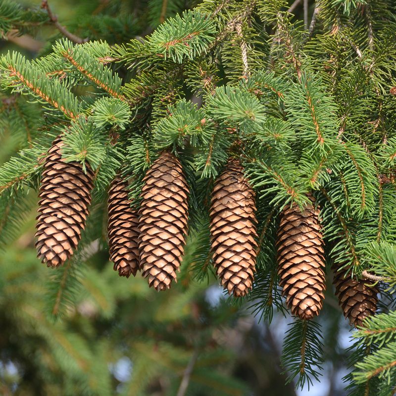 White Spruce