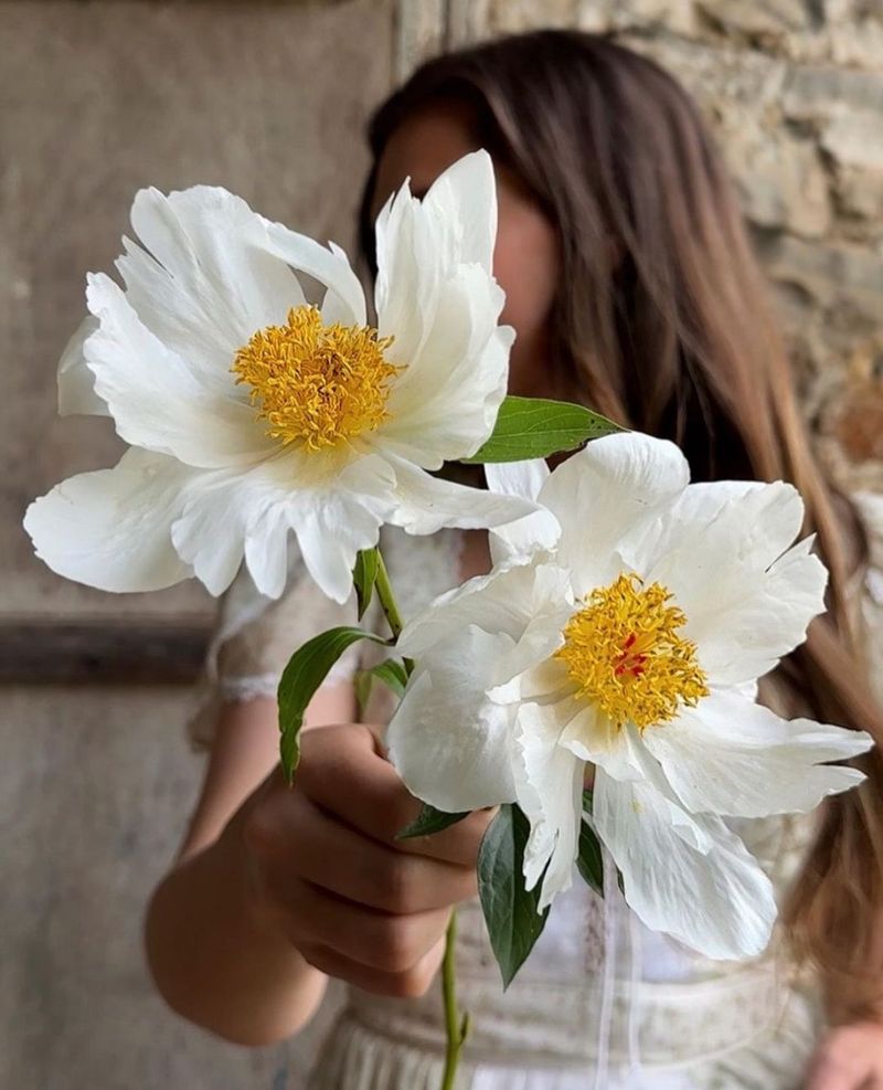 White Wings Peony