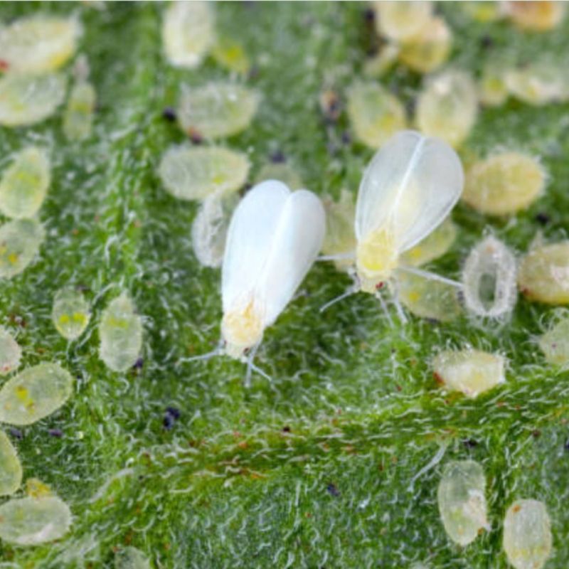 Whiteflies