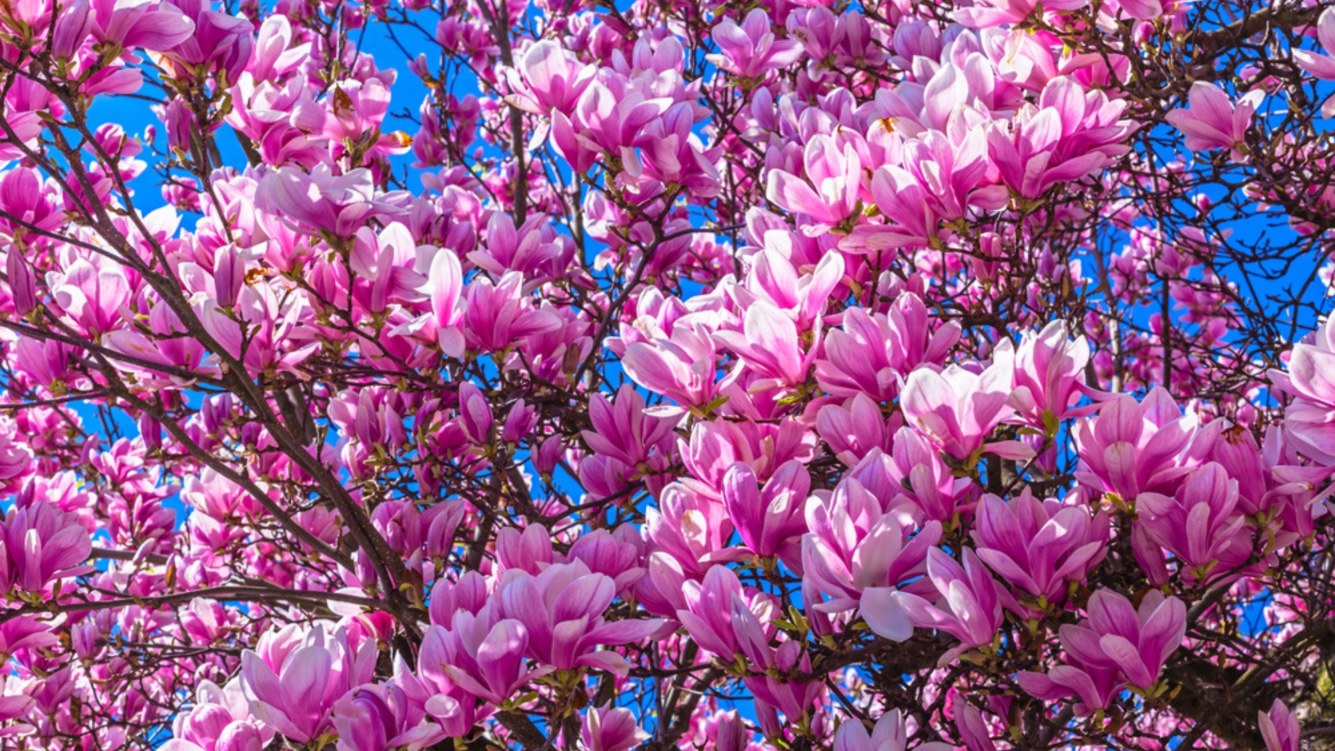 pink jane magnolia in full bloom