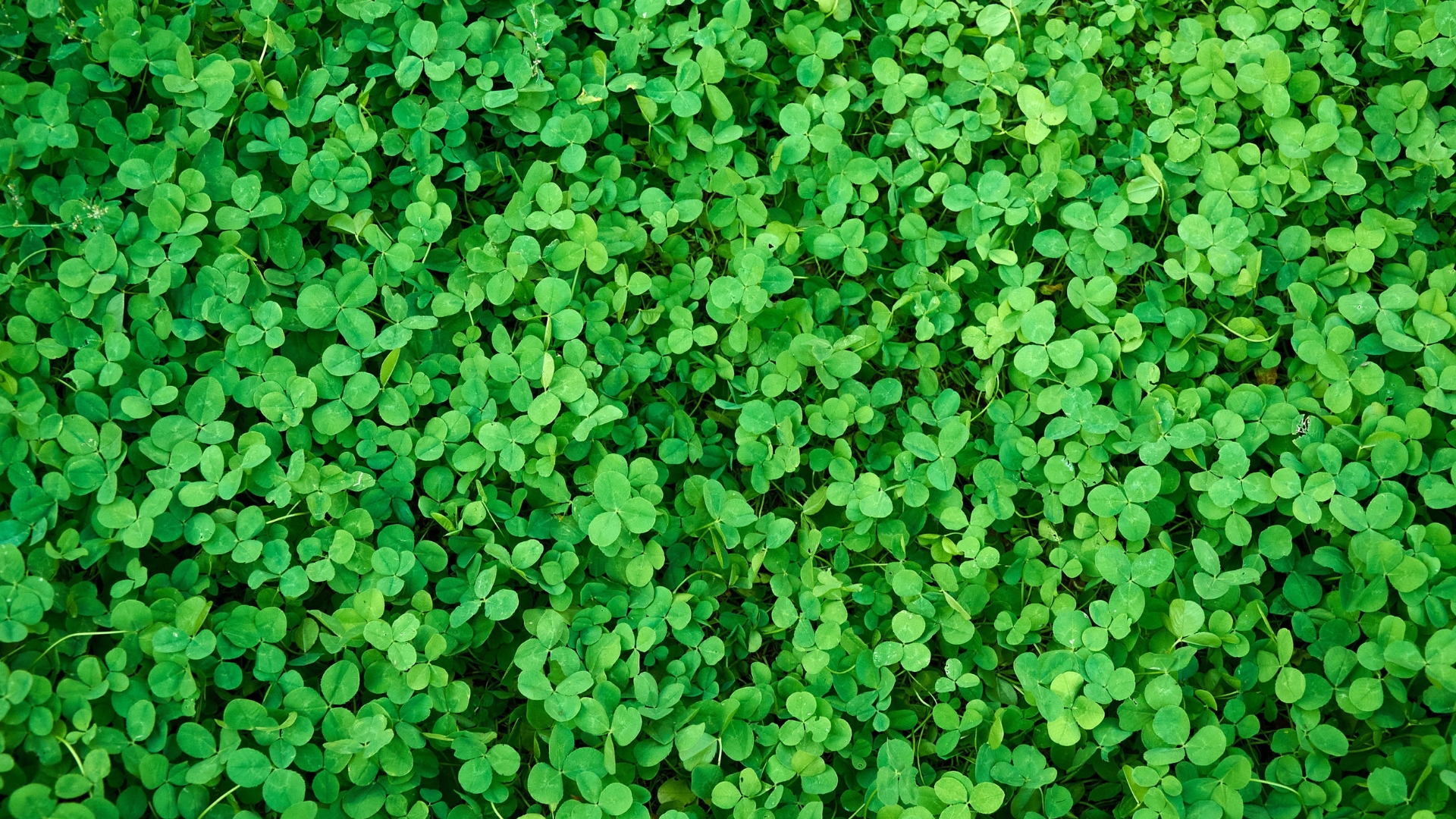 Why Everyone Is Switching From Grass to Clover Lawns