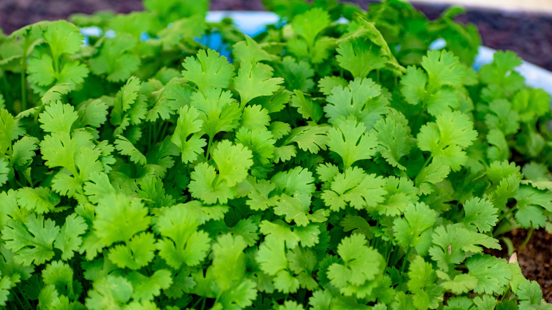 cilantro