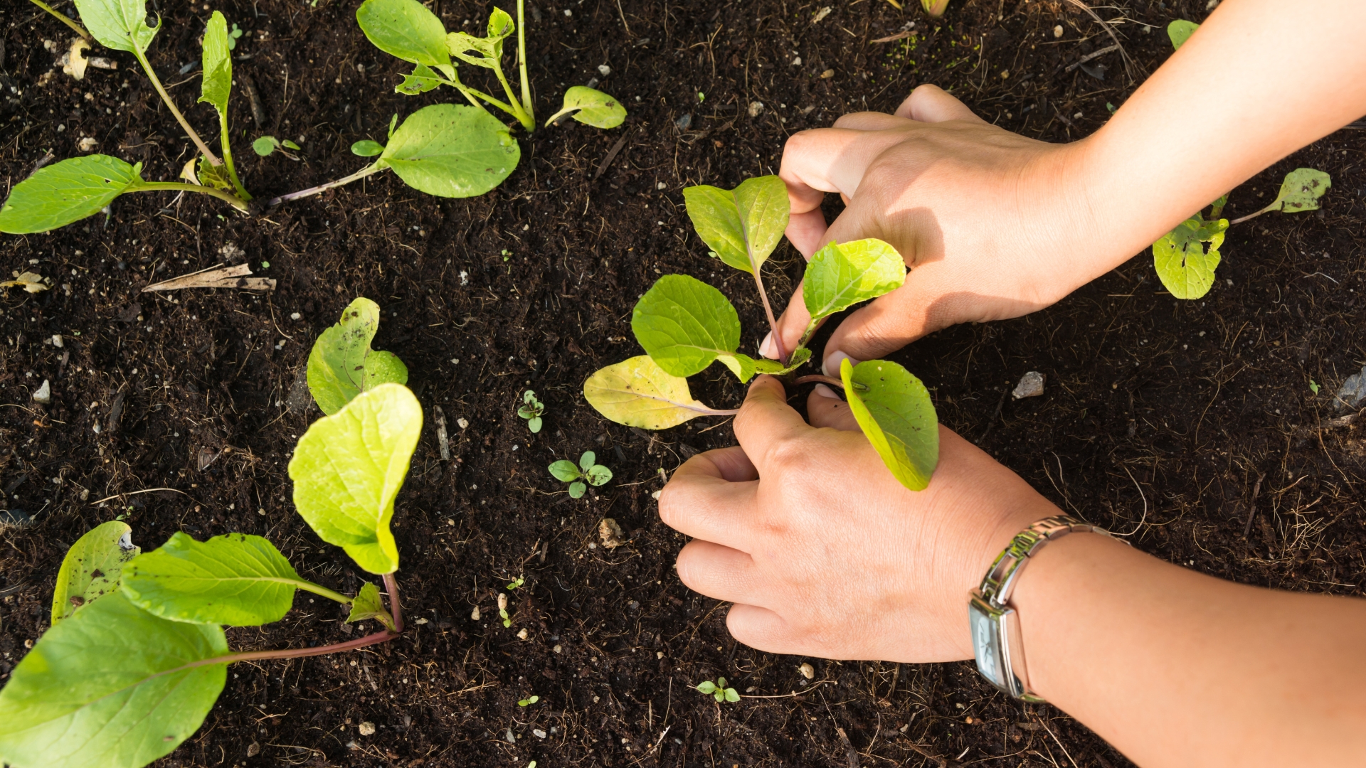 planting vegetables in garden