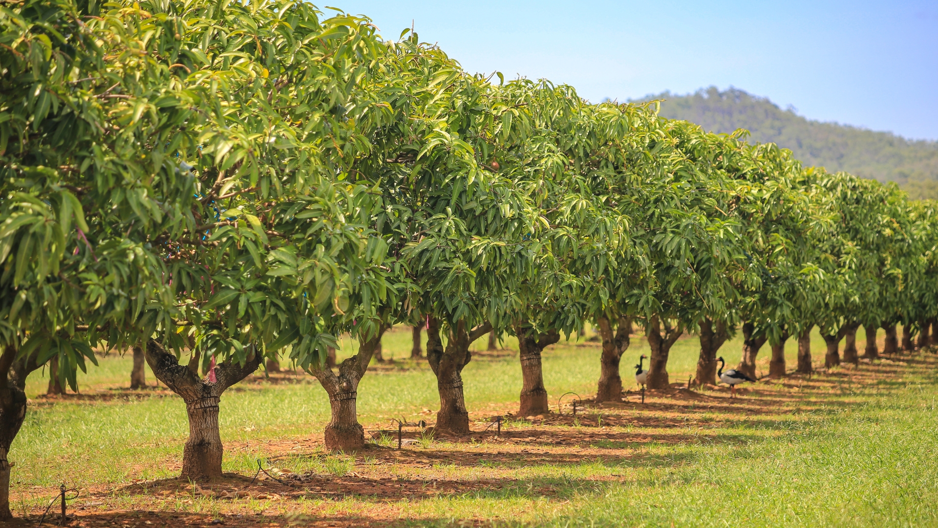 Mango trees on farm. fruit trees