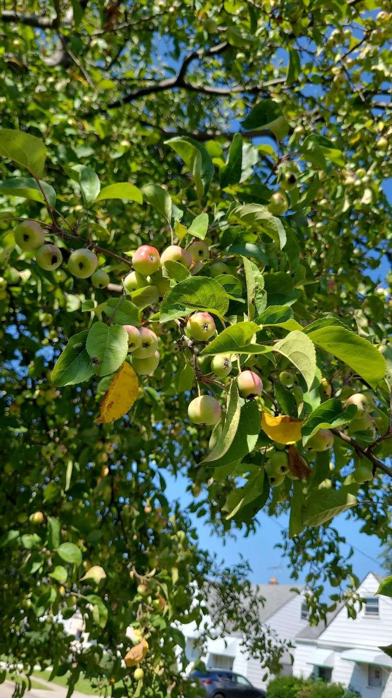 Apple Tree