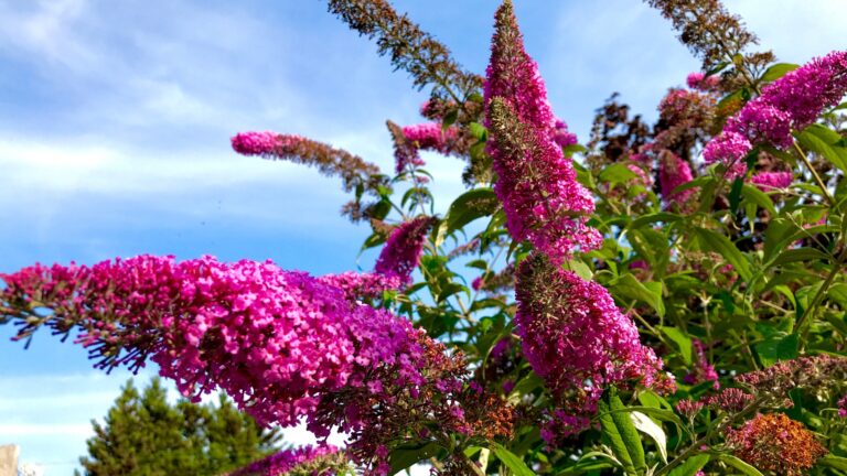 butterfly bush flower