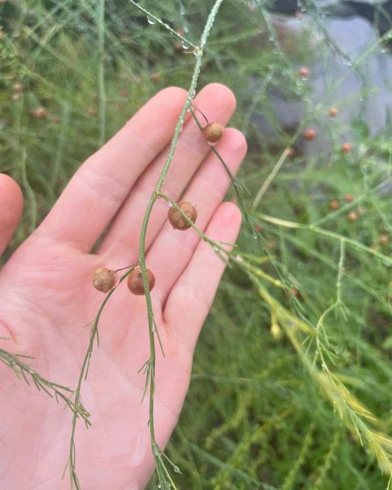 Wild Asparagus (Asparagus officinalis)