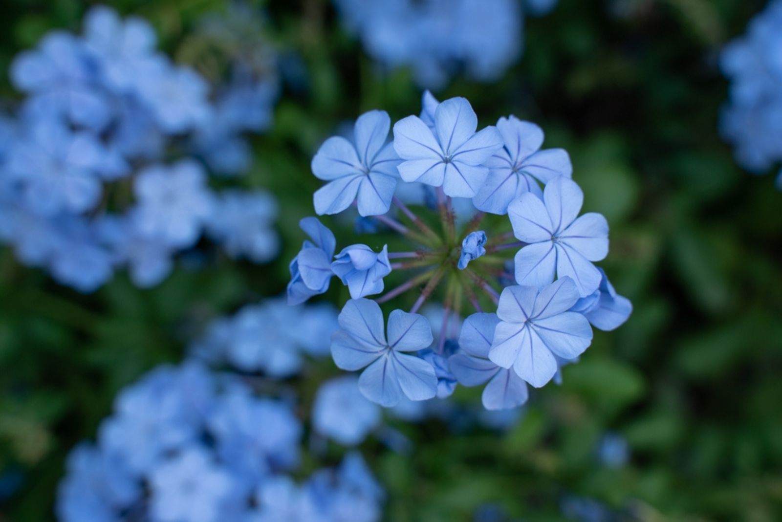 Wild Blue Phlox