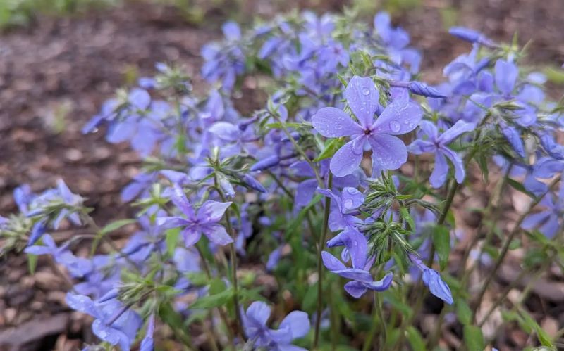 Wild Blue Phlox