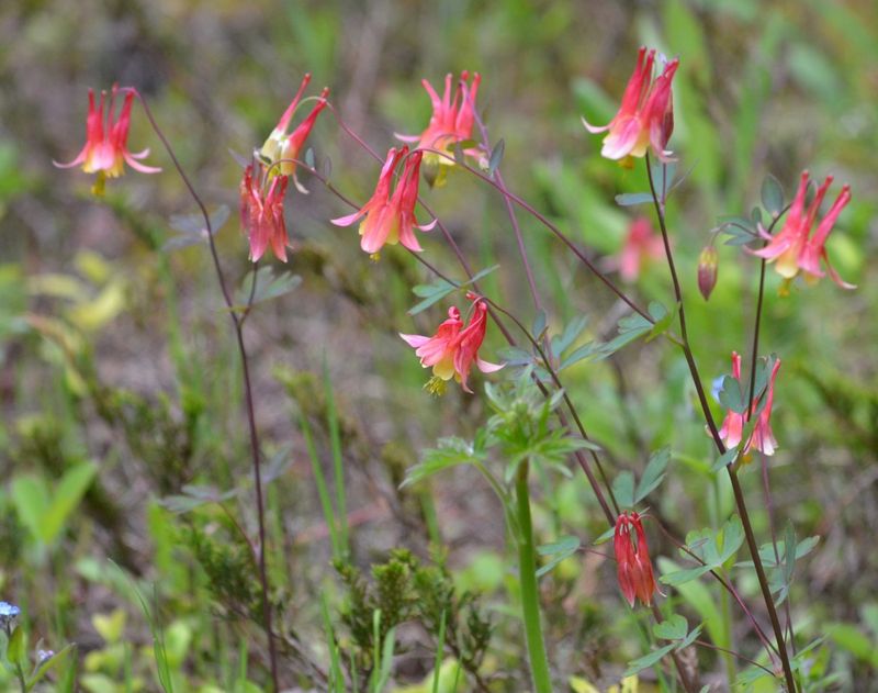 Wild Columbine Wonders