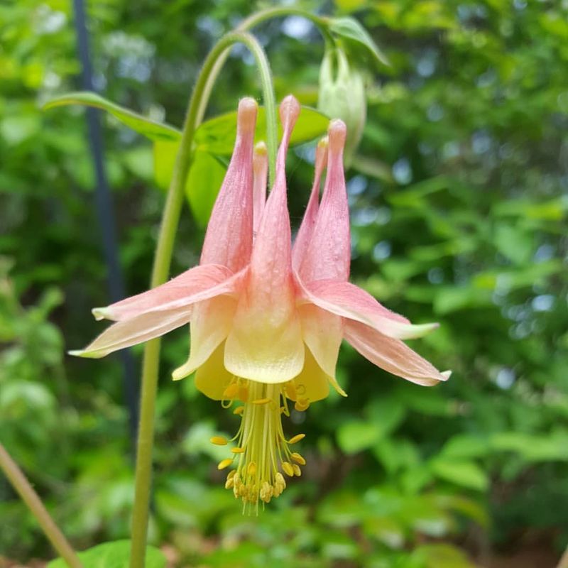 Wild Columbine