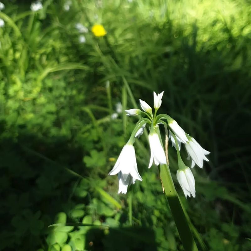 Wild Garlic