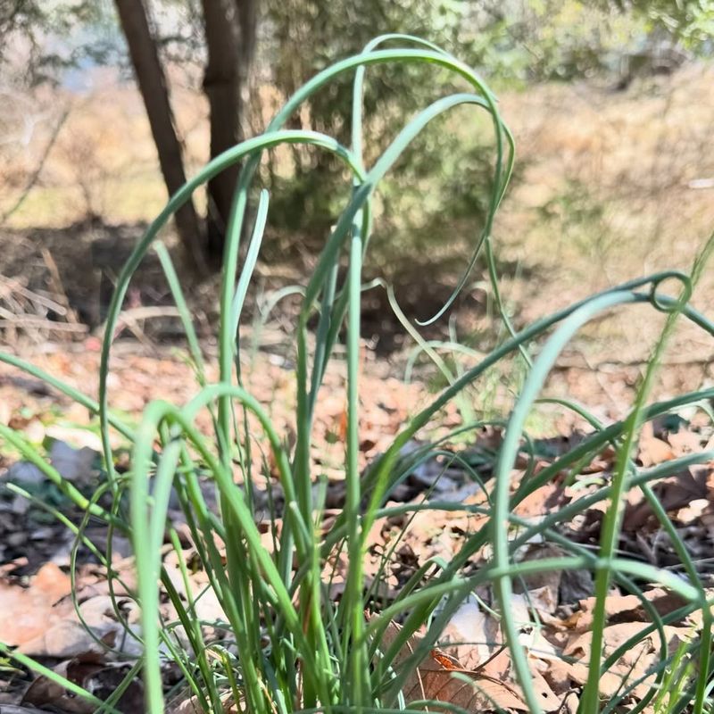 Wild Garlic