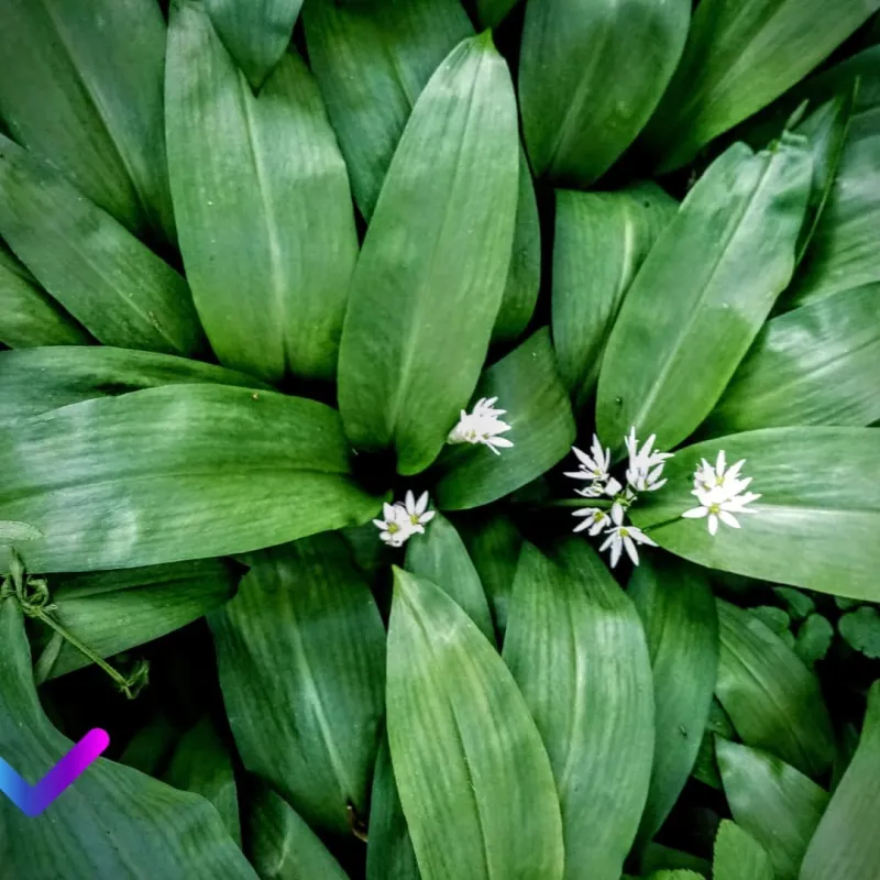 Wild Garlic (Allium ursinum)