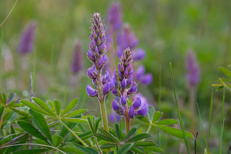 Wild Lupine