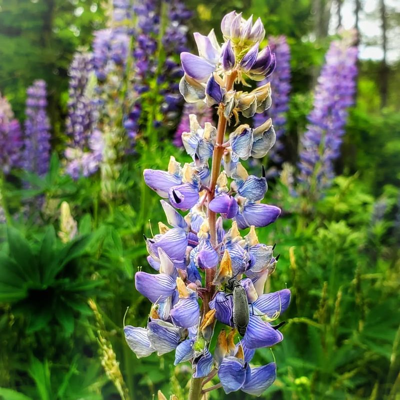 Wild Lupine