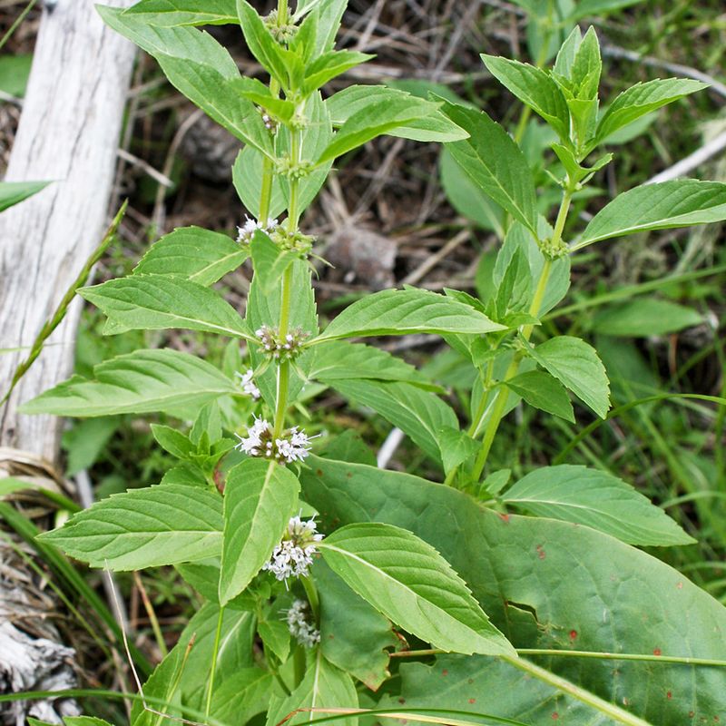 Wild Mint (Mentha)