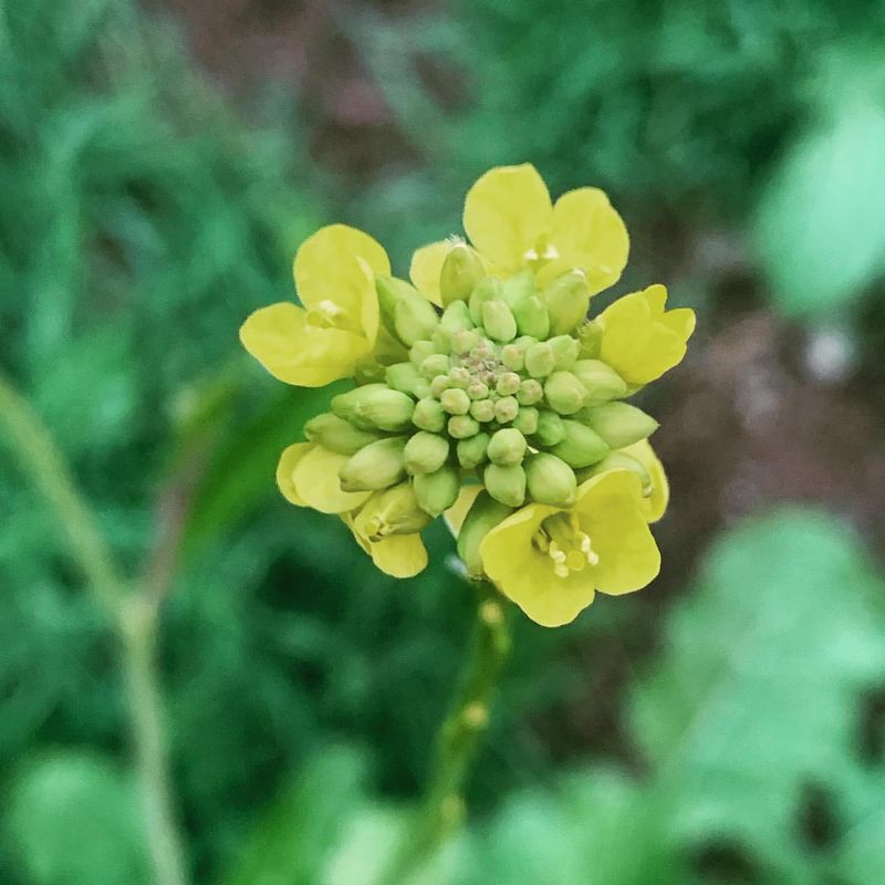 Wild Mustard