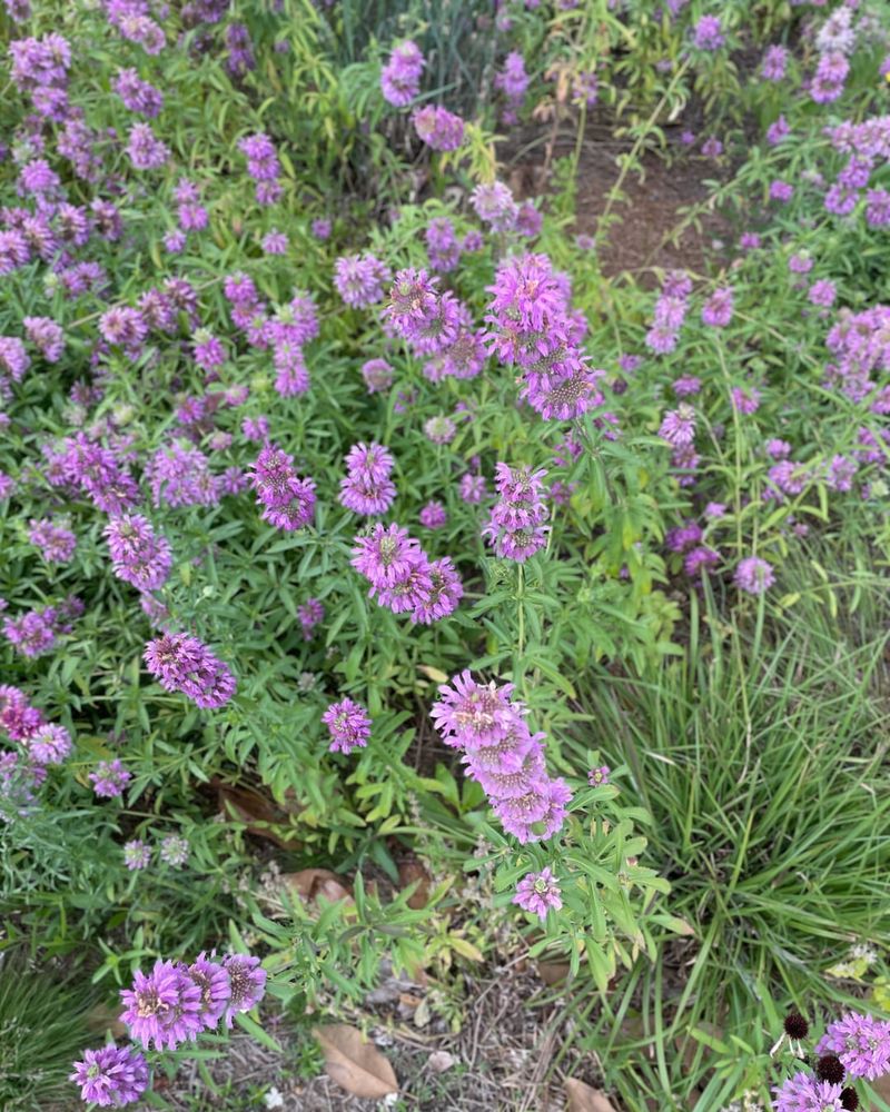 Wild Onion (Allium canadense)