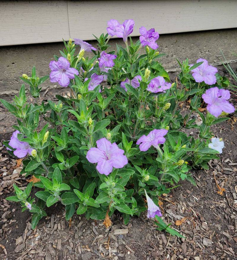 Wild Petunia