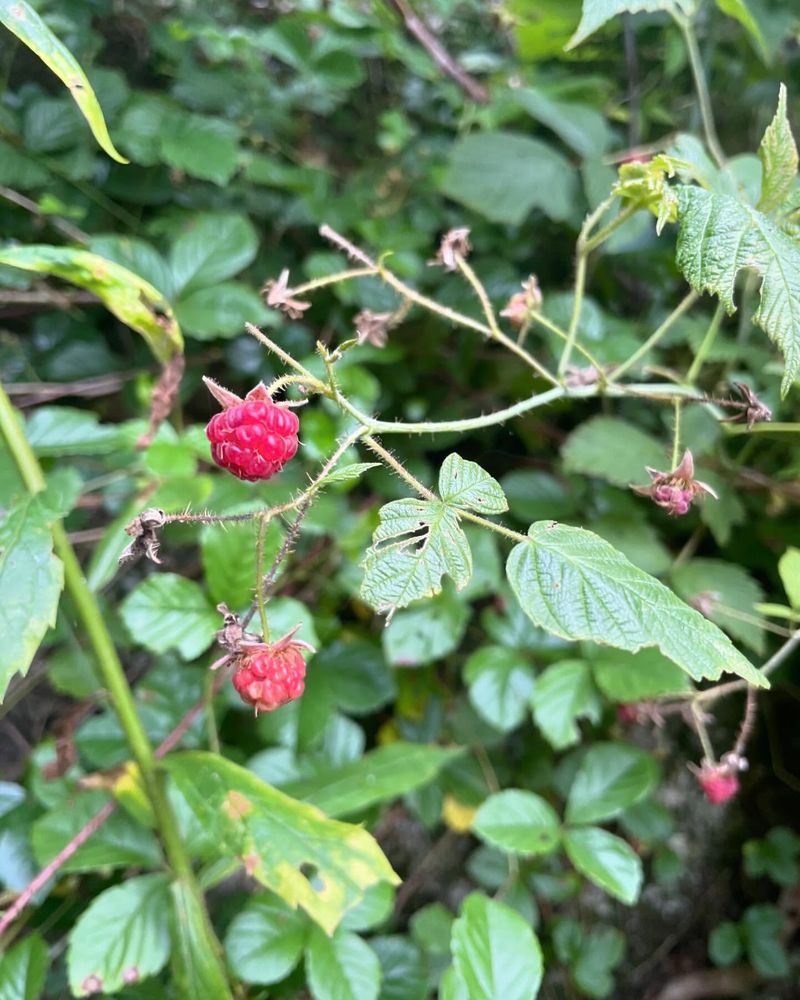 Wild Raspberry (Rubus idaeus)