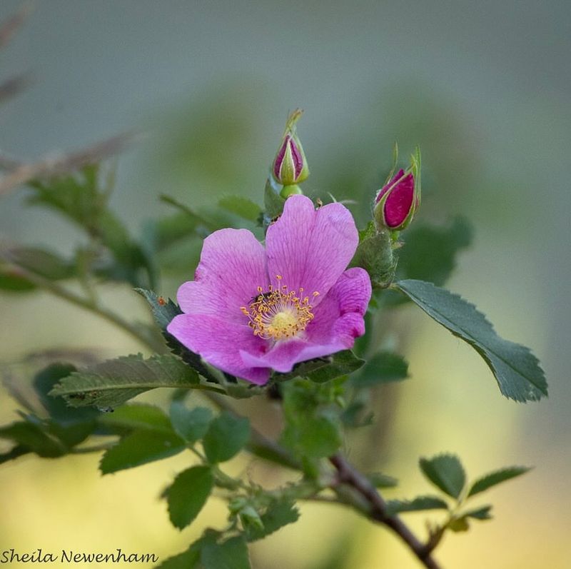 Wild Rose