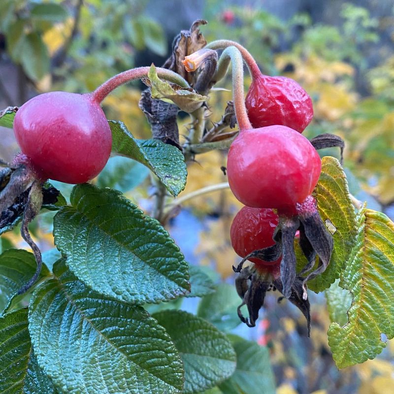 Wild Rose Hips (Rosa)