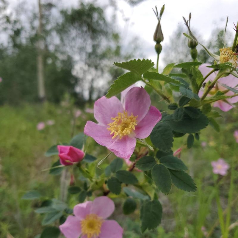 Wild Rose