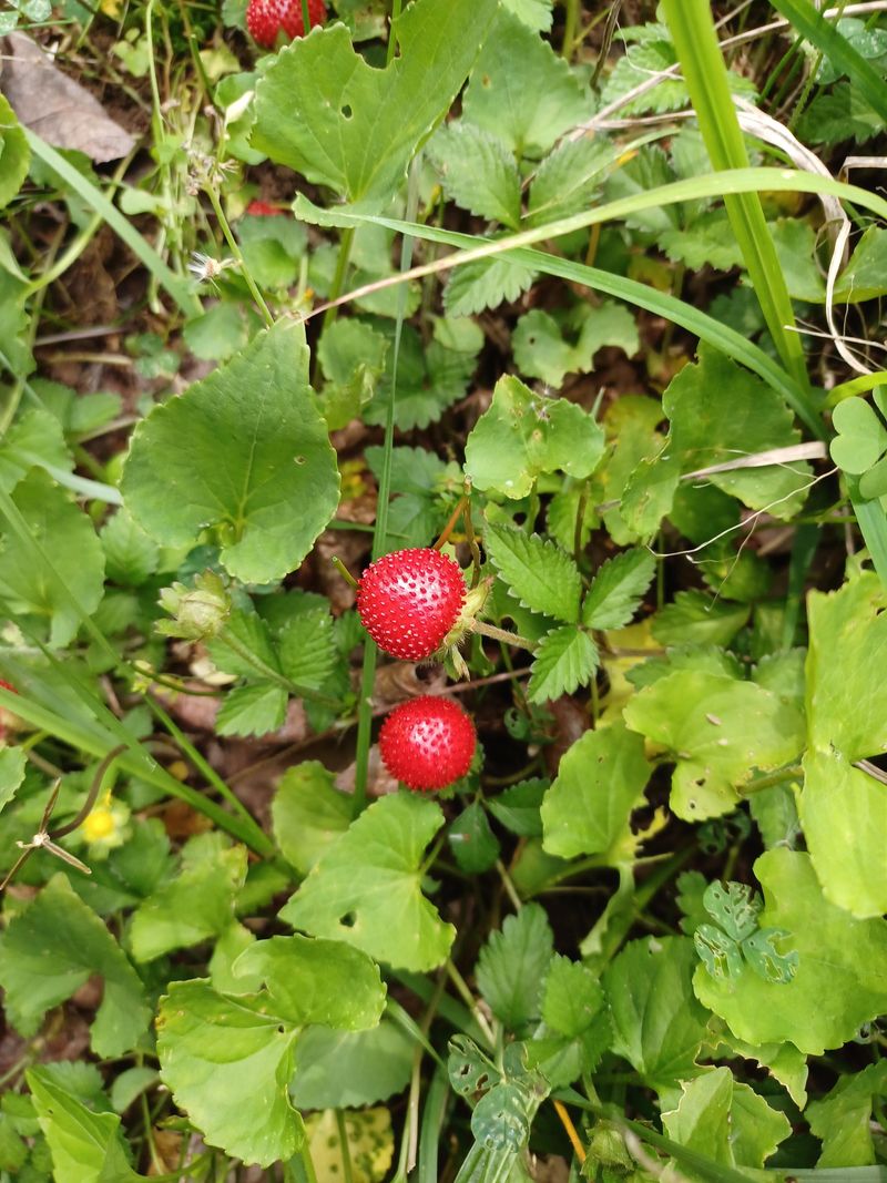 Wild Strawberries Taste Better