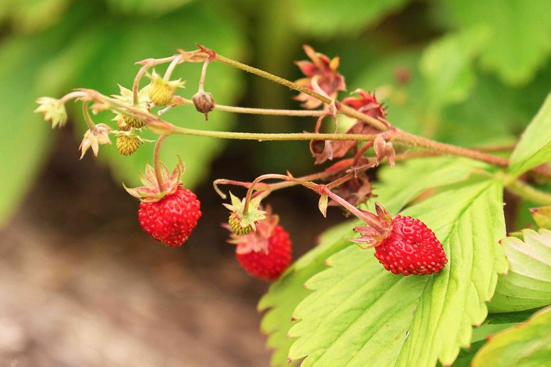 Wild Strawberry