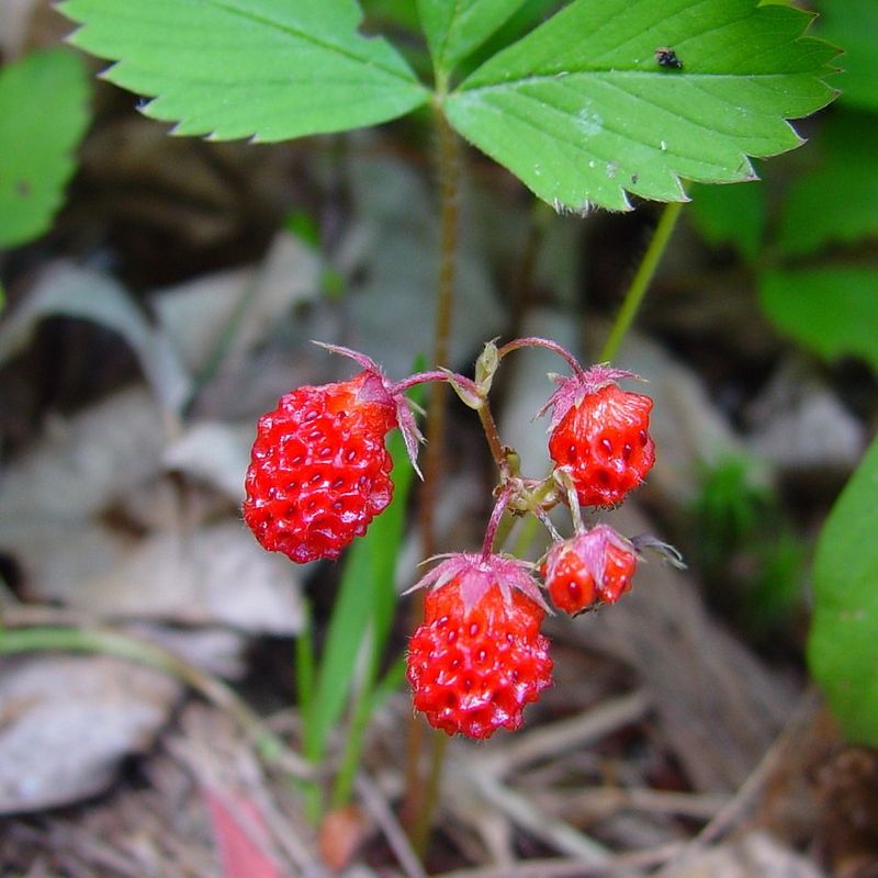 Wild Strawberry