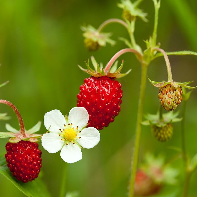 Wild Strawberry