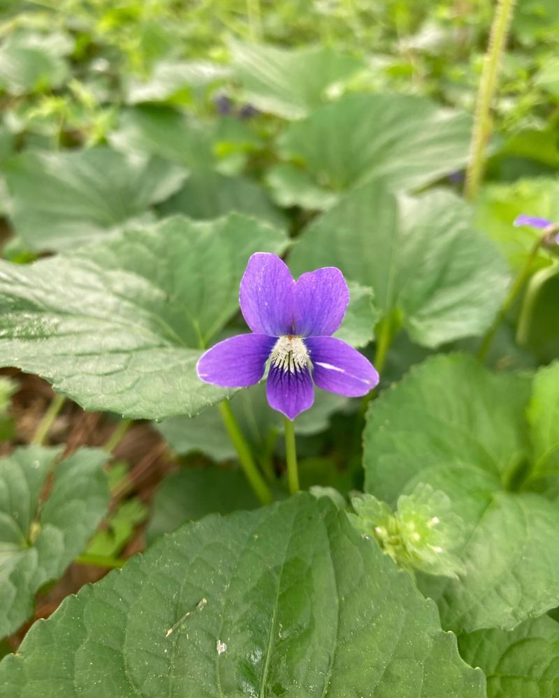 Wild Violet