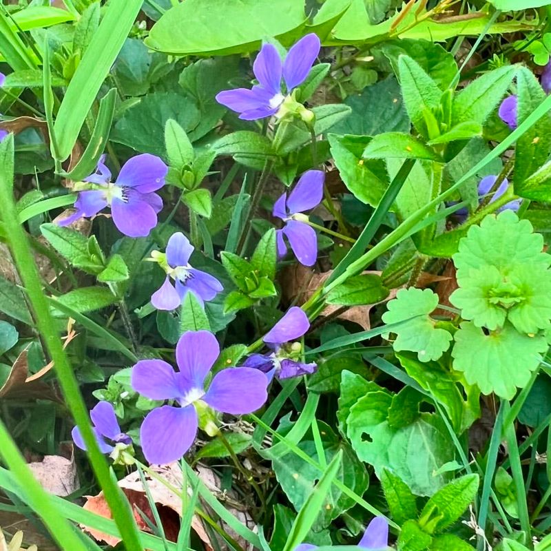 Wild Violet