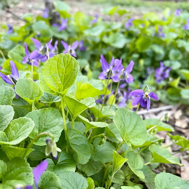 Wild Violet (Viola)