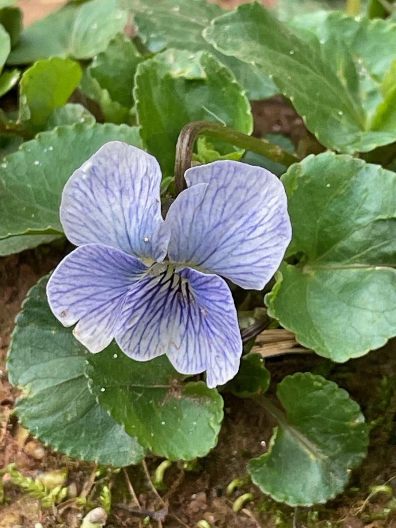 Wild Violet