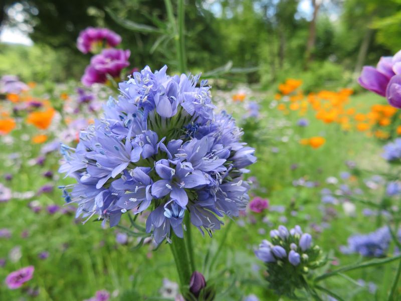 Wildflower Areas