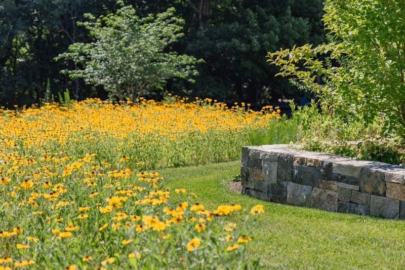 Wildflower Meadow Patch