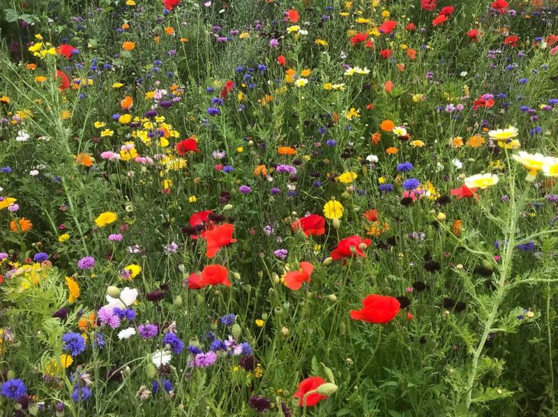 Wildflower Meadow Patch