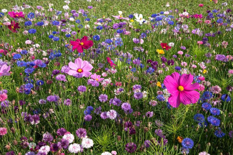 Wildflower Meadows