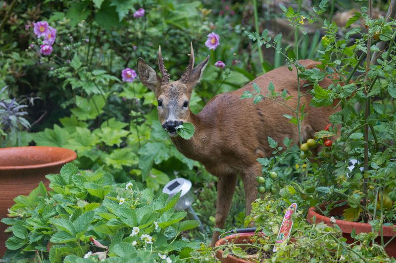 Wildlife Interaction