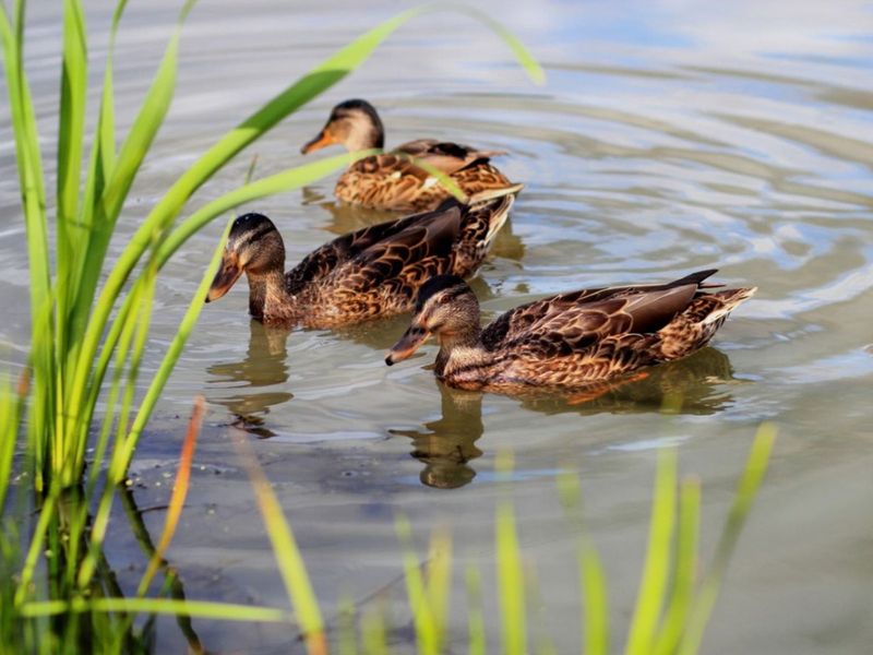 Wildlife Observation