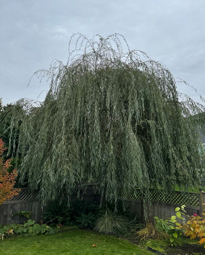 Willow Tree