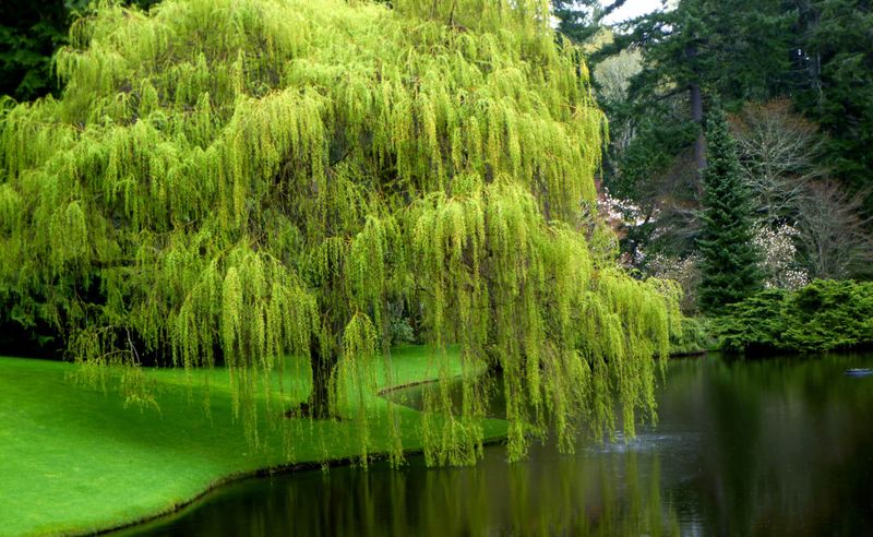 Willow Tree