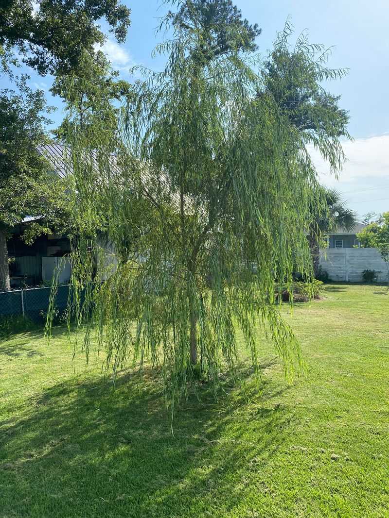 Willow Trees