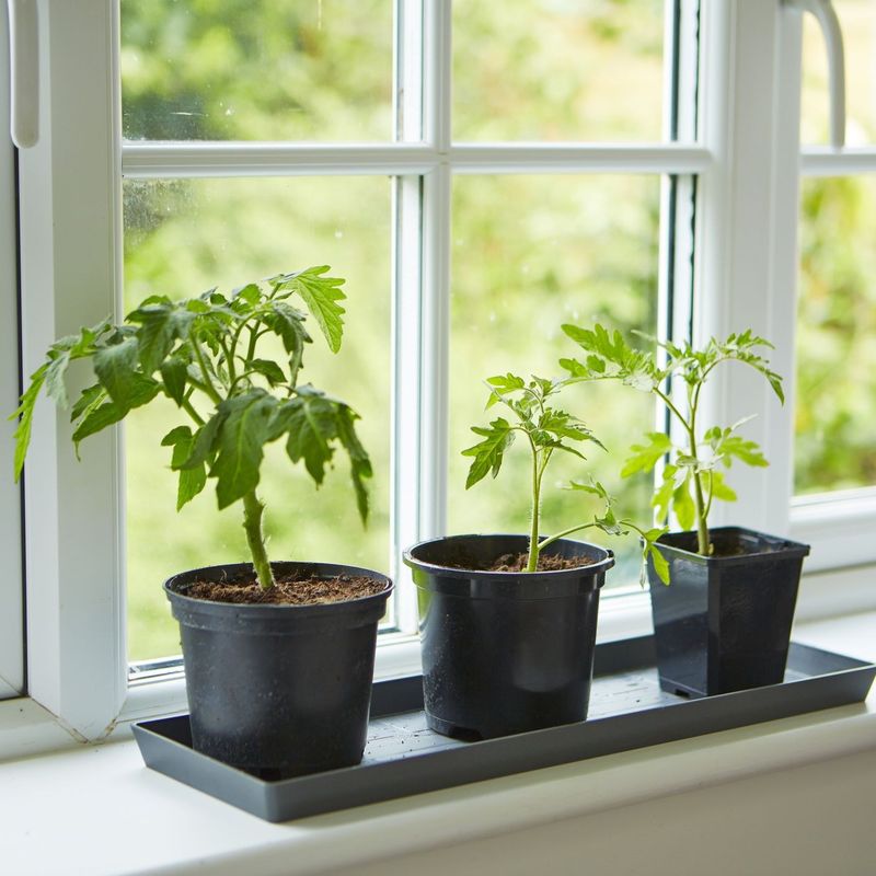 Window Sill Herb Garden