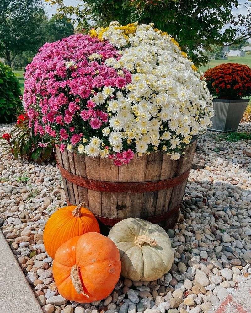 Wine Barrel Garden