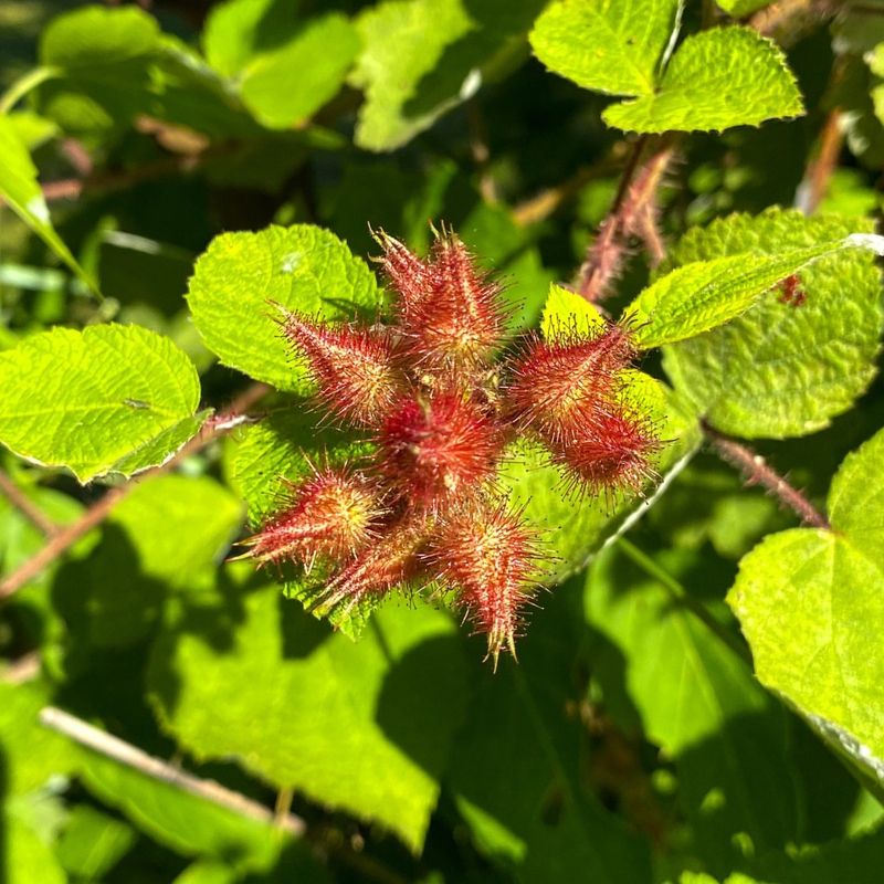 Wineberry