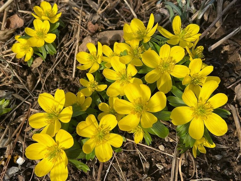 Winter Aconites